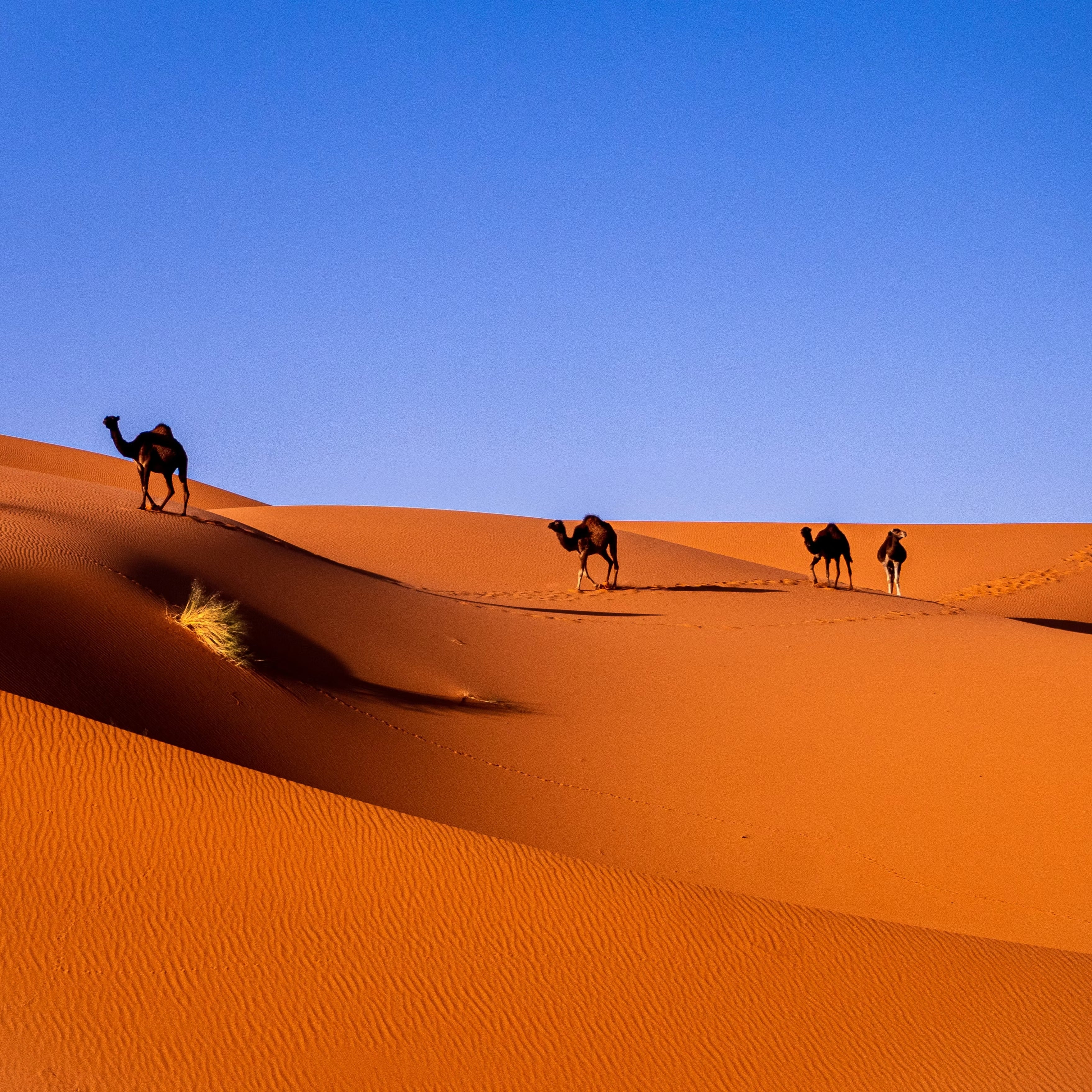 Dakhla retreat | June 7–13, 2026